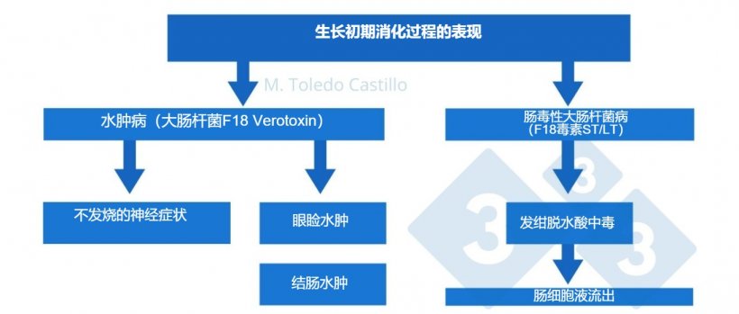 图 1. 大肠杆菌的发病机制；猪到达育成舍的过程。